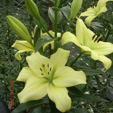 绿色百合花种球，开花的时候散发淡淡的的香味清新甜美