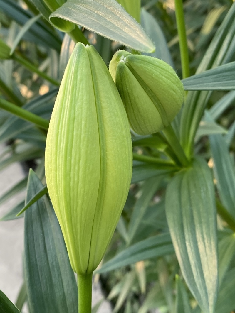 绿色百合花种球，开花的时候散发淡淡的的香味清新甜美