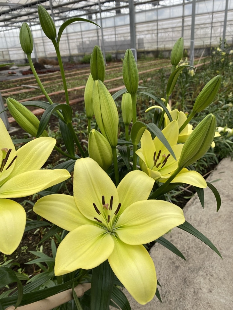 绿色百合花种球，开花的时候散发淡淡的的香味清新甜美