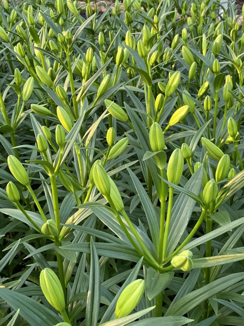 绿色百合花种球，开花的时候散发淡淡的的香味清新甜美