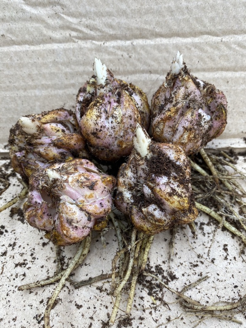 绿色百合花种球，开花的时候散发淡淡的的香味清新甜美