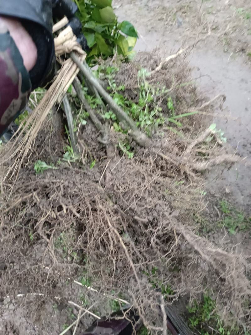 【基地直销】爱媛38苗，湖南爱媛38，包成活包质量包服务
