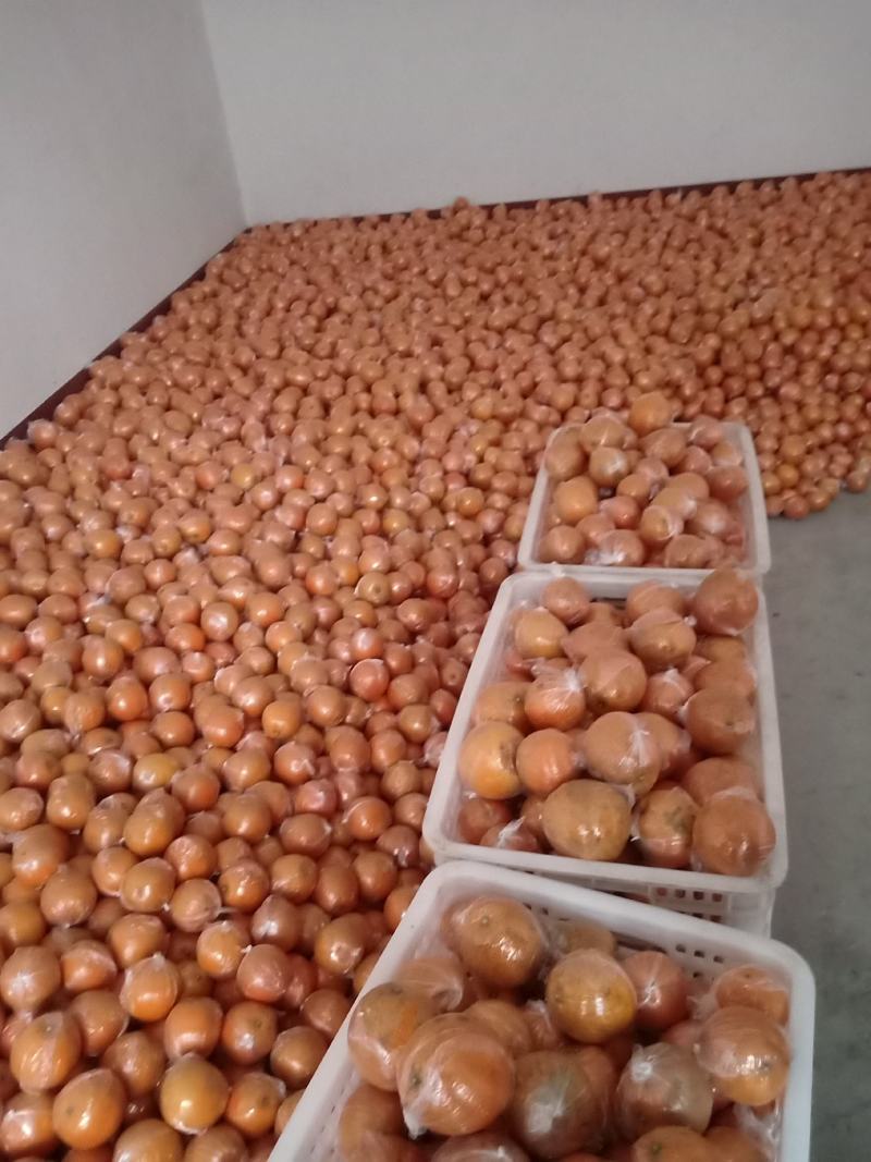 （热销）精品纽荷尔脐橙苗，柑桔苗，对接批发，现挖现发