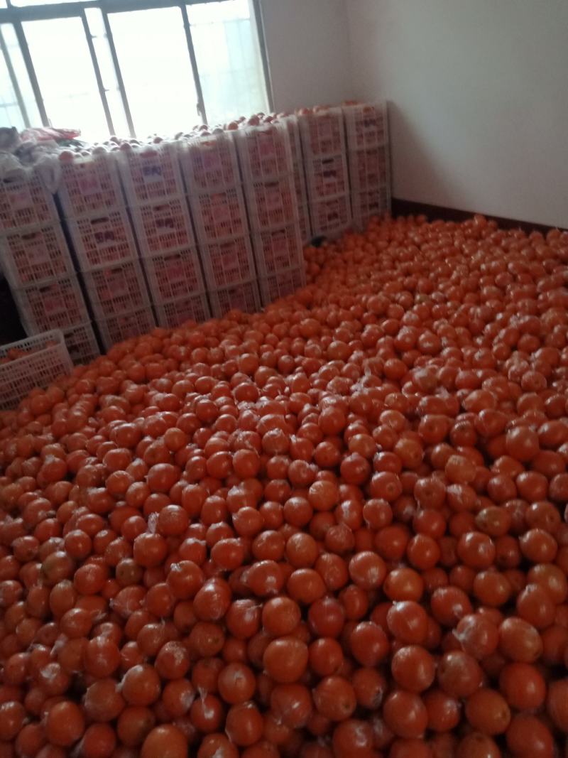 （热销）精品纽荷尔脐橙苗，柑桔苗，对接批发，现挖现发