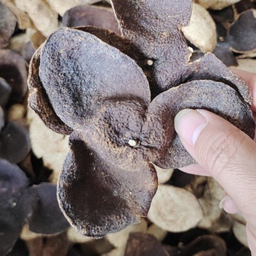 新会老陈皮茶枝柑皮橘子皮特色农产品地道药材