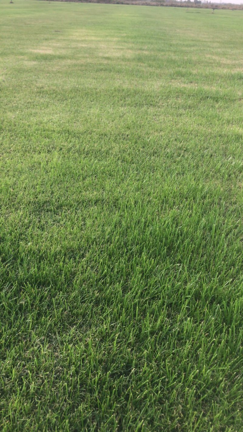 细叶结缕草