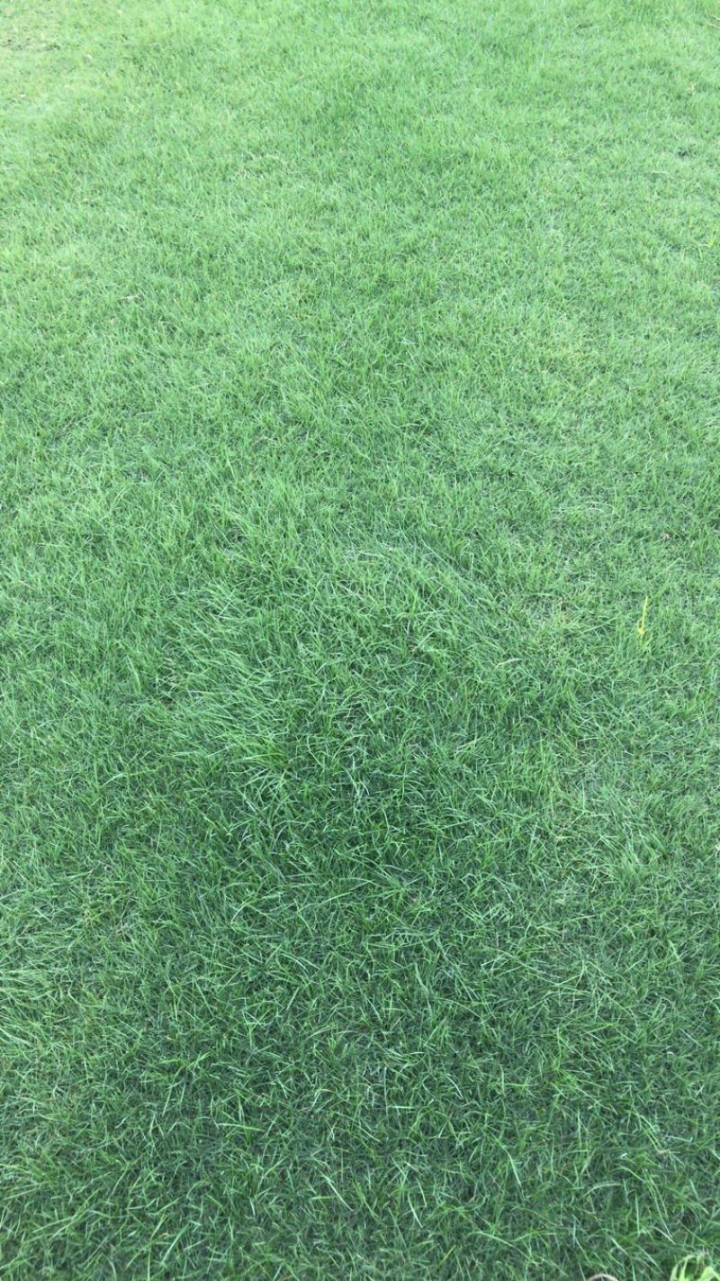 细叶结缕草