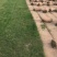 细叶结缕草