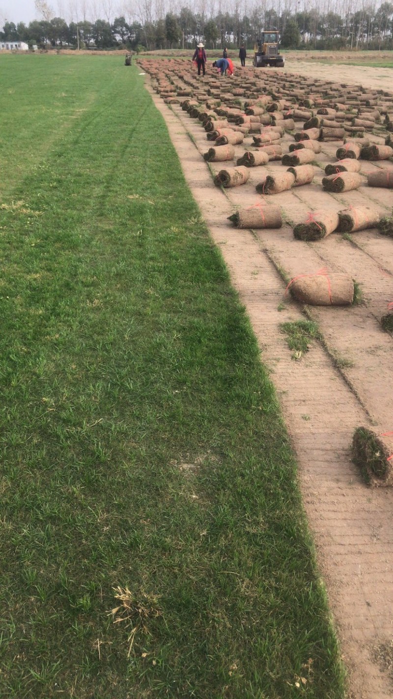 细叶结缕草