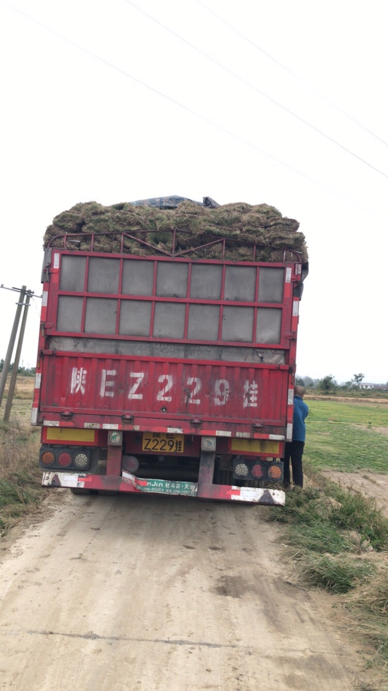 细叶结缕草