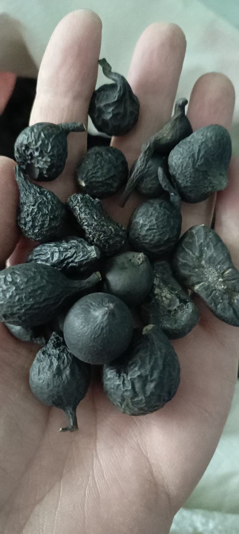 云南乌灵参干货鸡枞蛋雷震子鸡茯苓吊金钟乌苓参中药有大