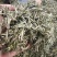 头春牡丹王香气足高山茶叶自产自销品质保证品种齐全