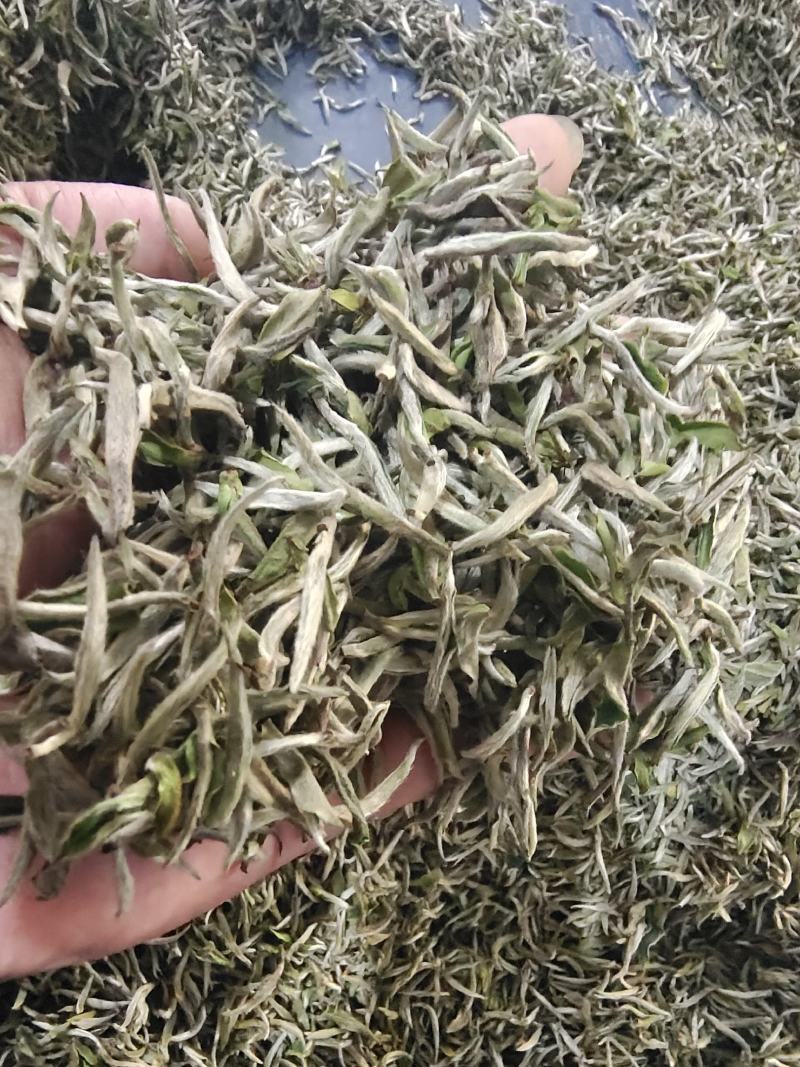 头春牡丹王香气足高山茶叶自产自销品质保证品种齐全