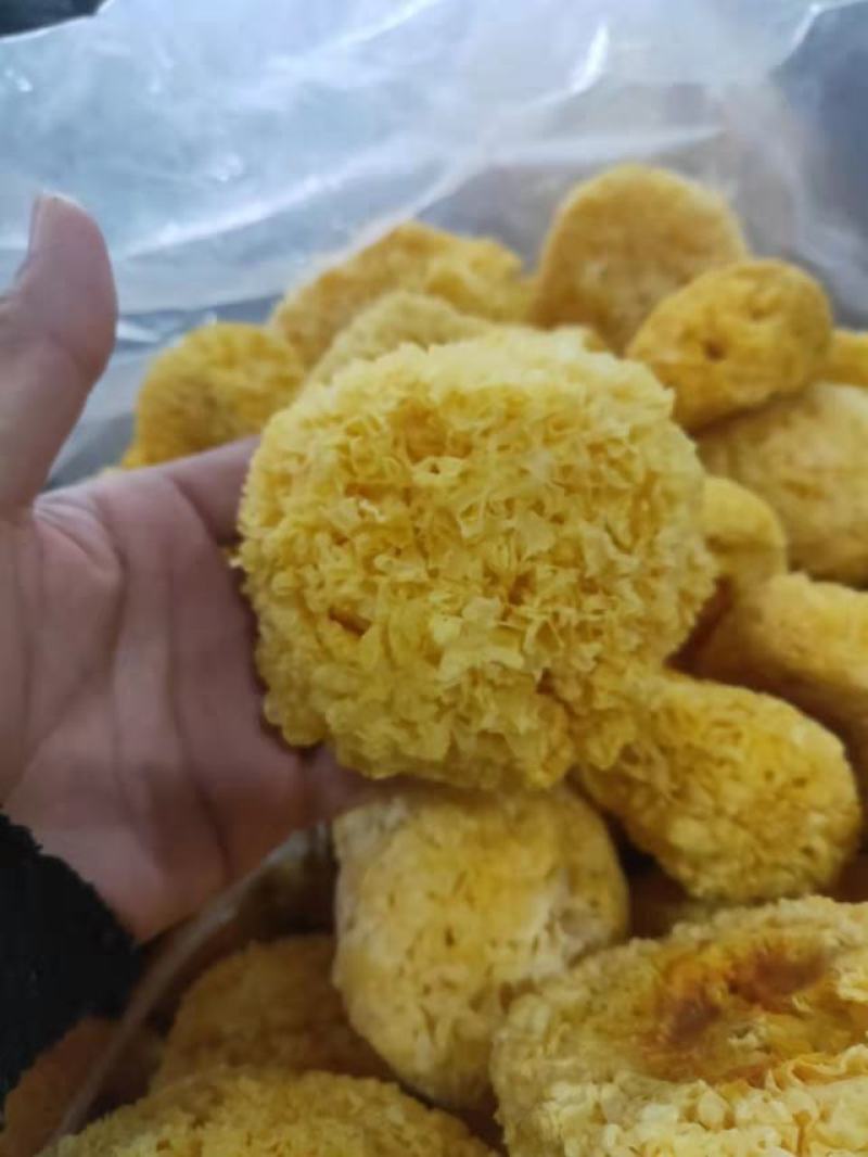 福建古田特级丑耳小银耳糯耳不含硫磺出胶快产地直销一件代发