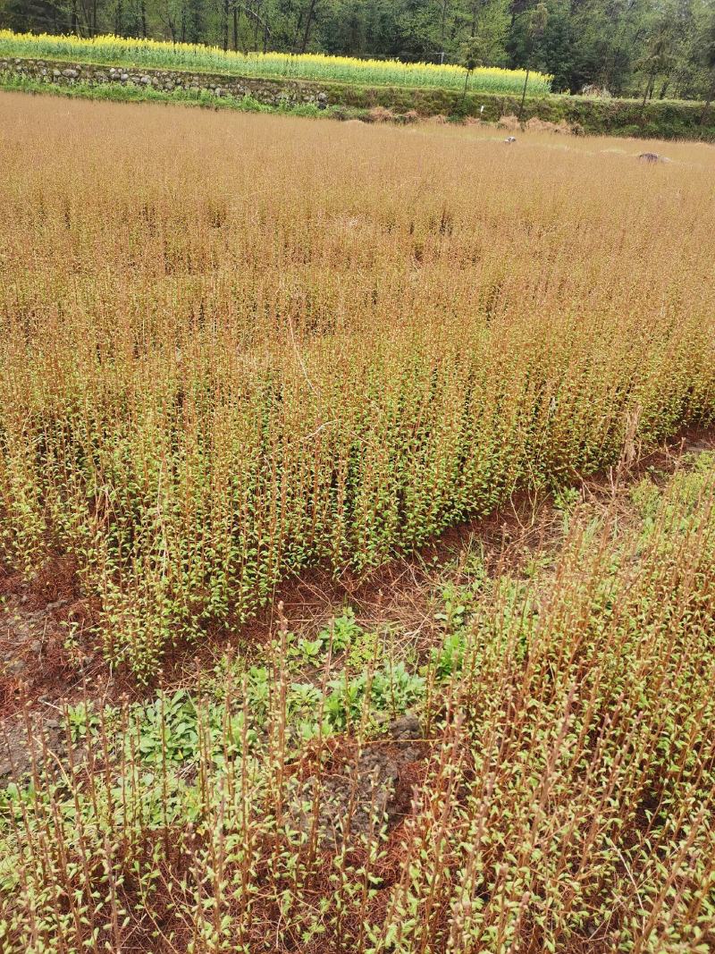 金钱松苗，国家二级保护树种，根皮树皮都是贵重药材，包回收