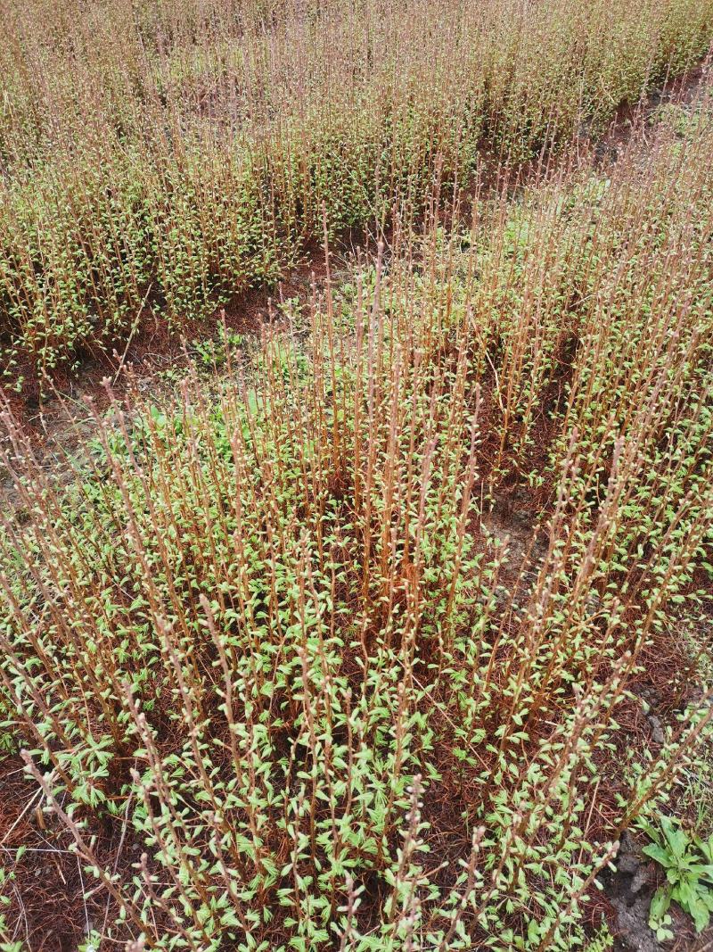 金钱松苗，国家二级保护树种，根皮树皮都是贵重药材，包回收