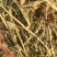 2022精品花生秧，保质保量，质量层层把关，长期供应