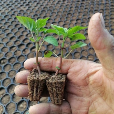 一串红穴盘苗一串红小苗价低质量好，也可提前预订培育