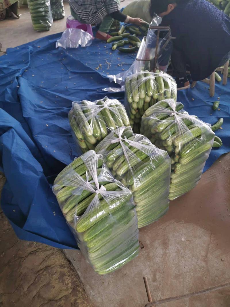 黄瓜威远精品黄瓜一手货源产地直销货源充足价格优惠