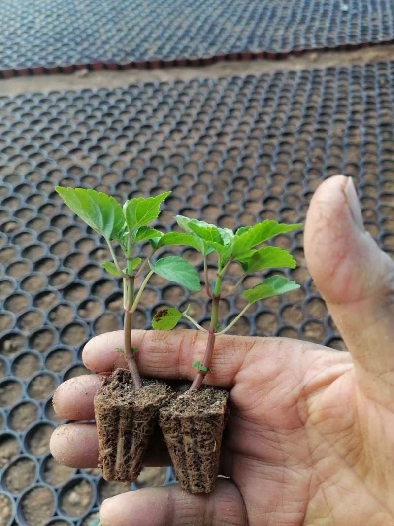 一串红穴盘苗一串红小苗价低质量好，也可提前预订培育