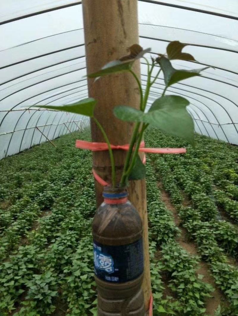红薯苗