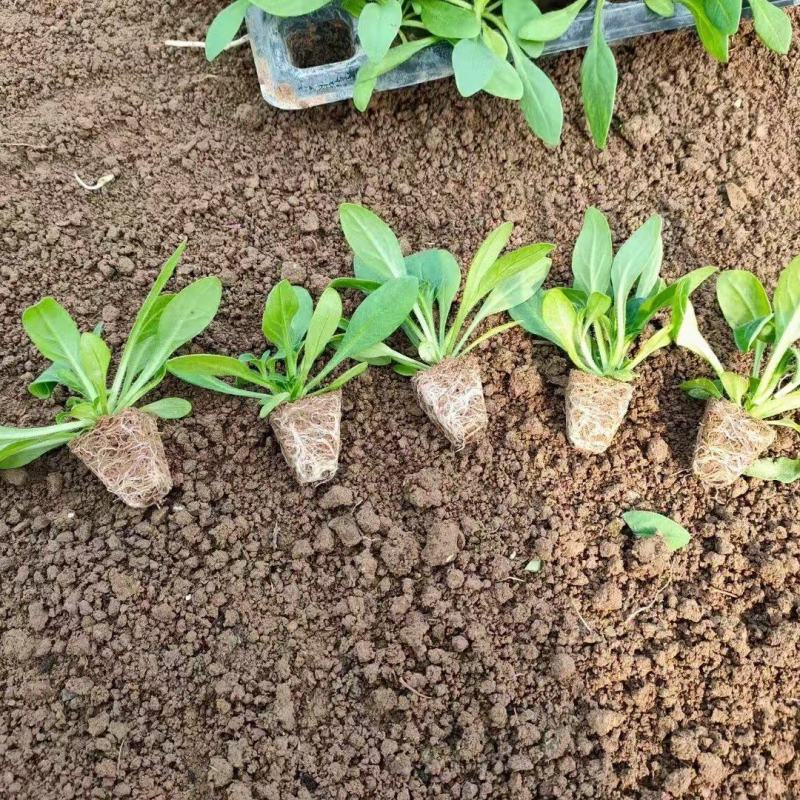 牵牛穴盘面小苗培育基地，苗圃量大，出售各类穴盘面