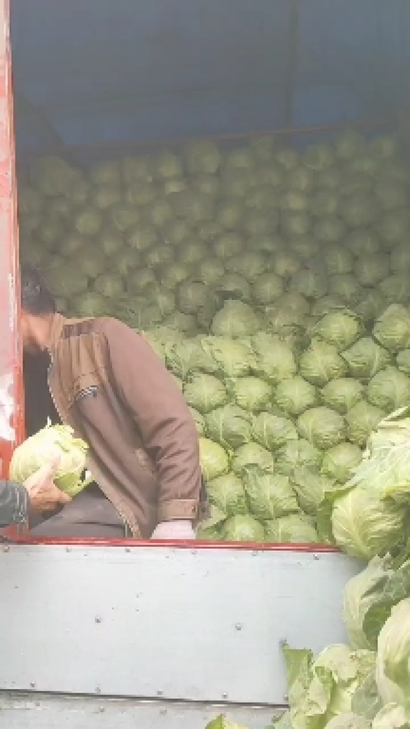 甘蓝陕西甘蓝大量上市中产地一手货量大价优质量保证