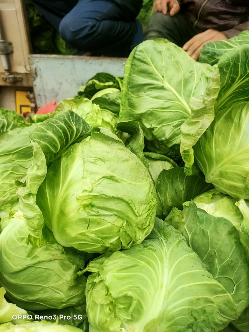 甘蓝陕西甘蓝大量上市中产地一手货量大价优质量保证