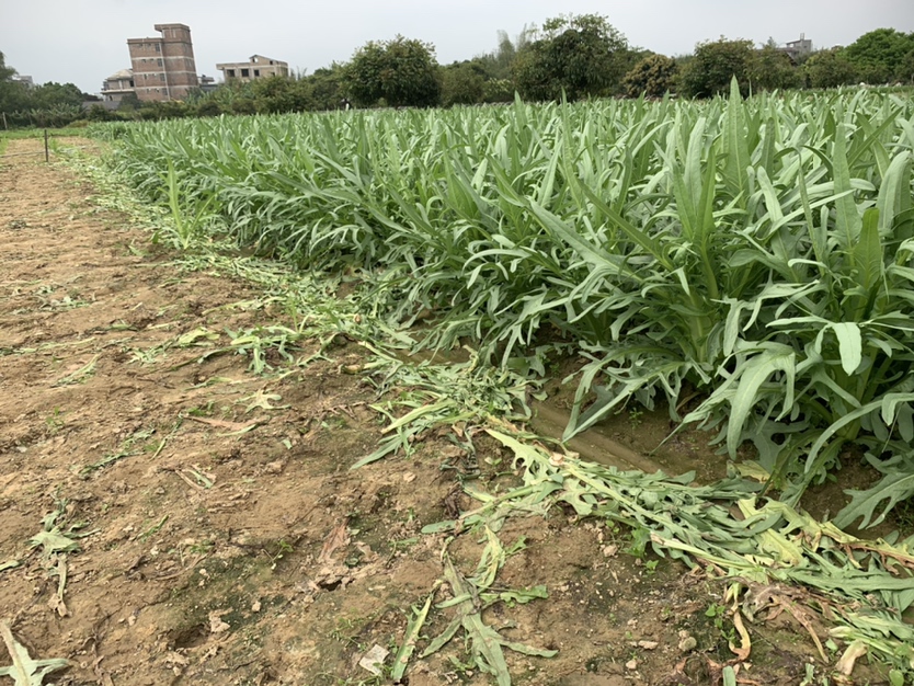 田间莴苣种植图