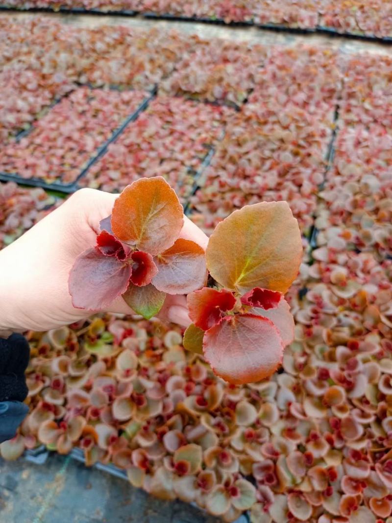 四季海棠穴盘苗小苗苗圃量大绿叶红花红叶红花可预订