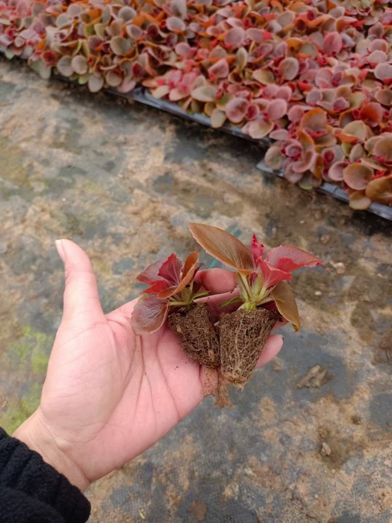 四季海棠穴盘苗小苗苗圃量大绿叶红花红叶红花可预订