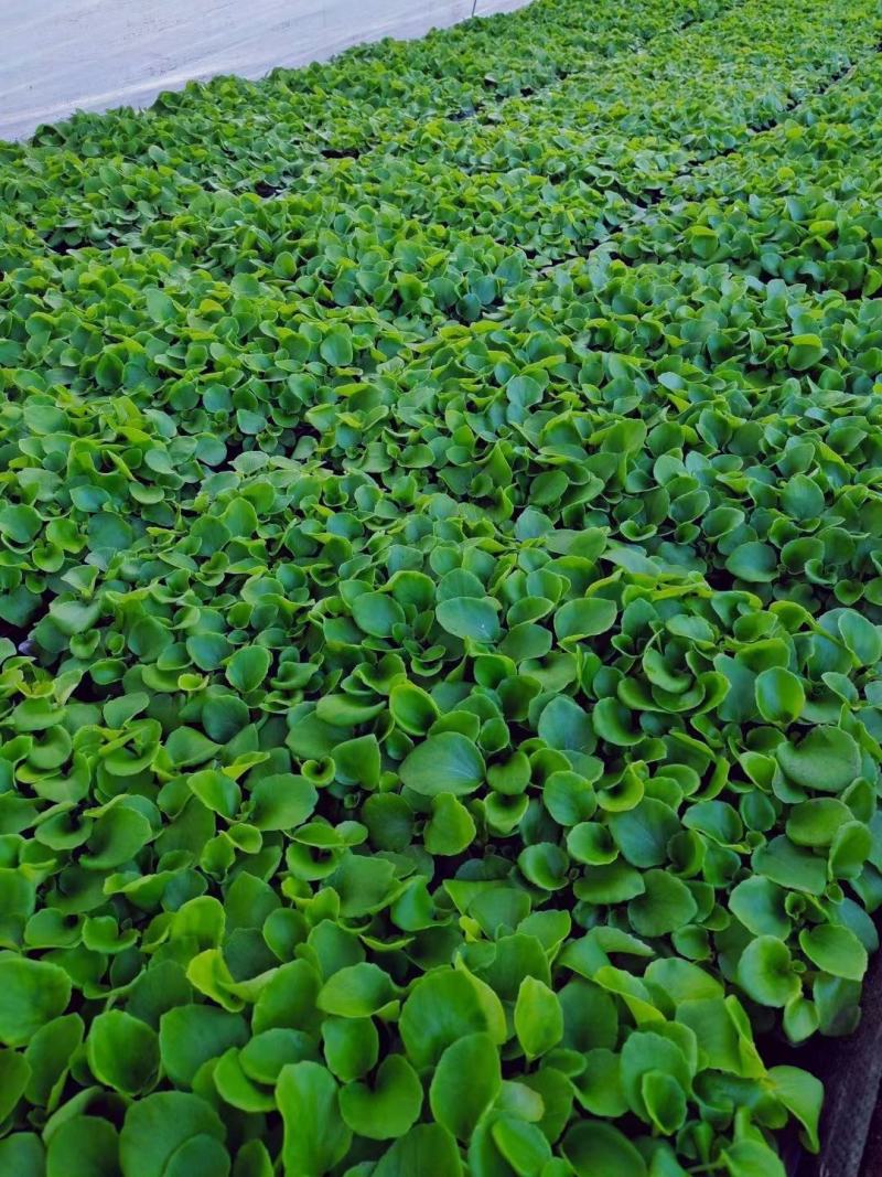 四季海棠穴盘苗小苗苗圃量大绿叶红花红叶红花可预订