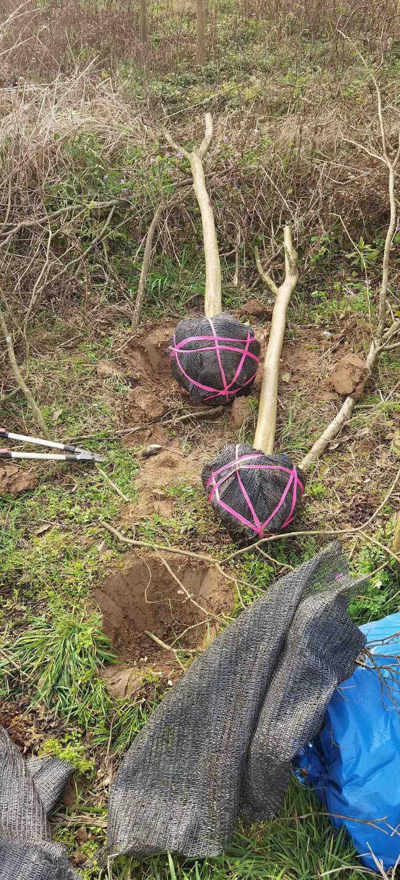 【正品大红老紫薇】自家基地一手货源