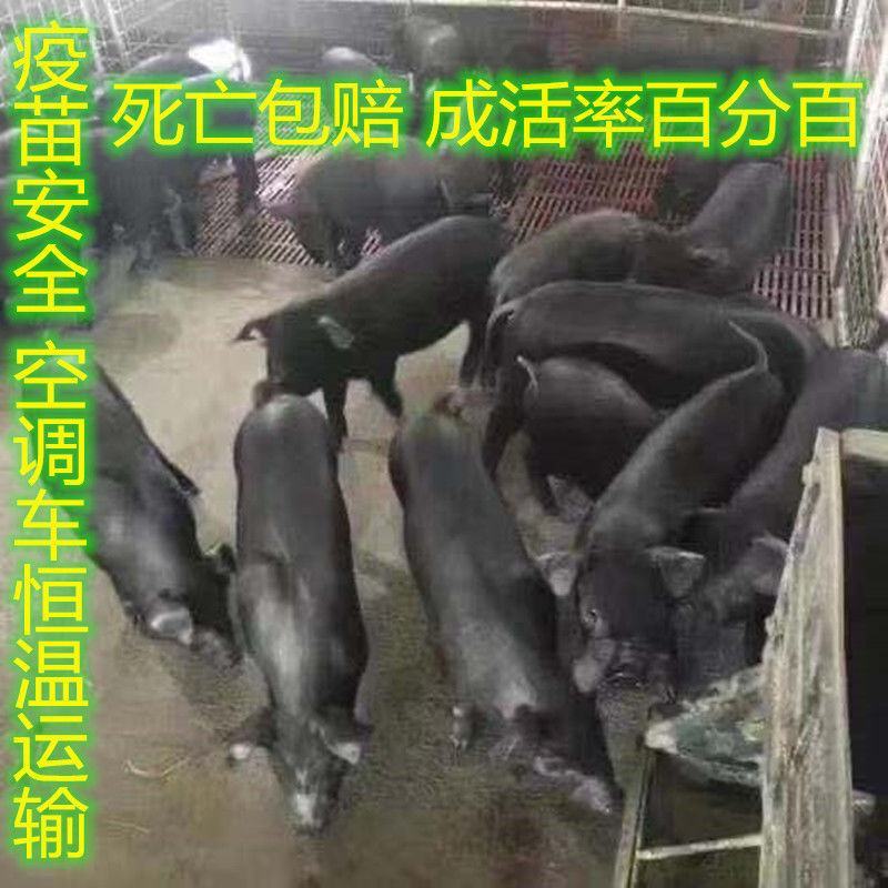 苏太黑母猪，原种高产瘦肉型母猪，散养圈养