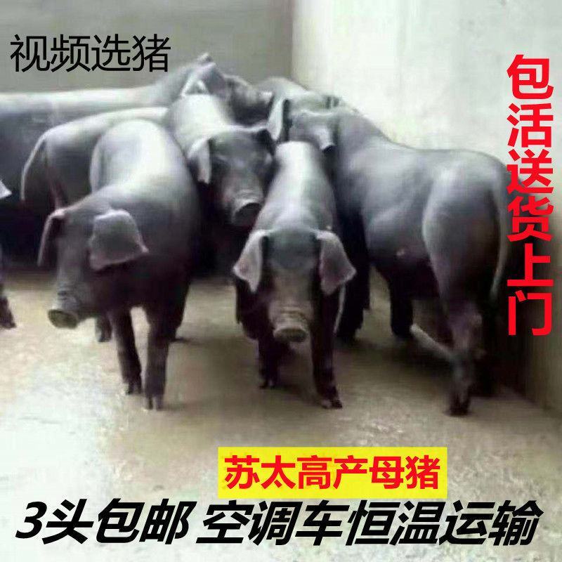 苏太黑母猪，原种高产瘦肉型母猪，散养圈养