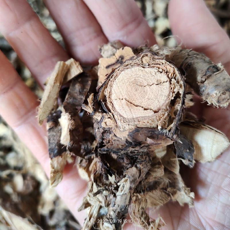 大山中草药材金雀根金雀儿根白心皮阳雀花根板参
