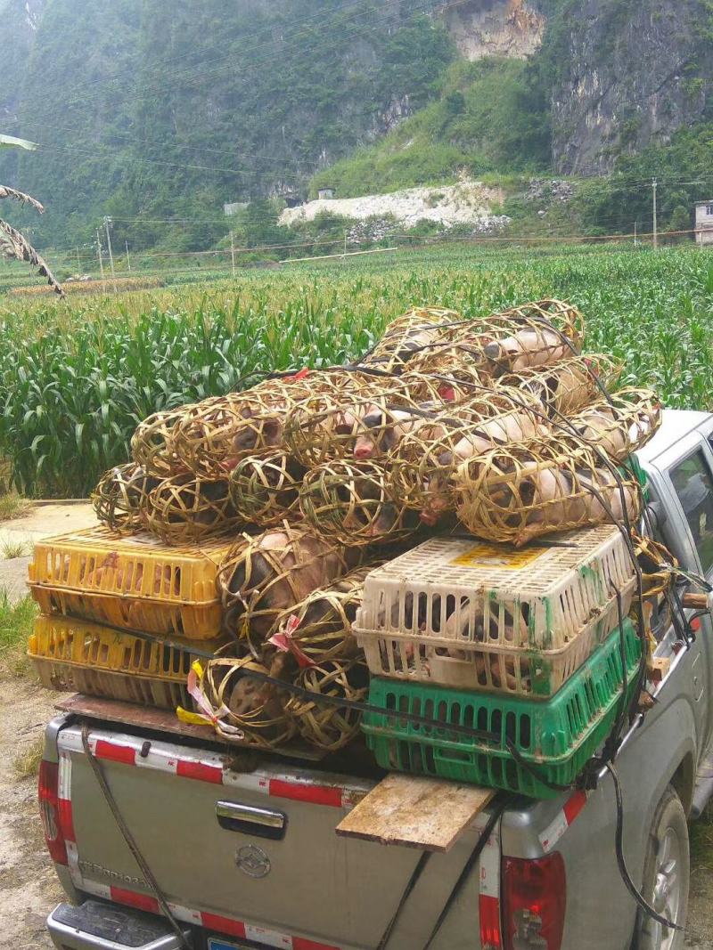 原产地巴马香猪苗，基因纯正，支持血检开A.B票运费自理