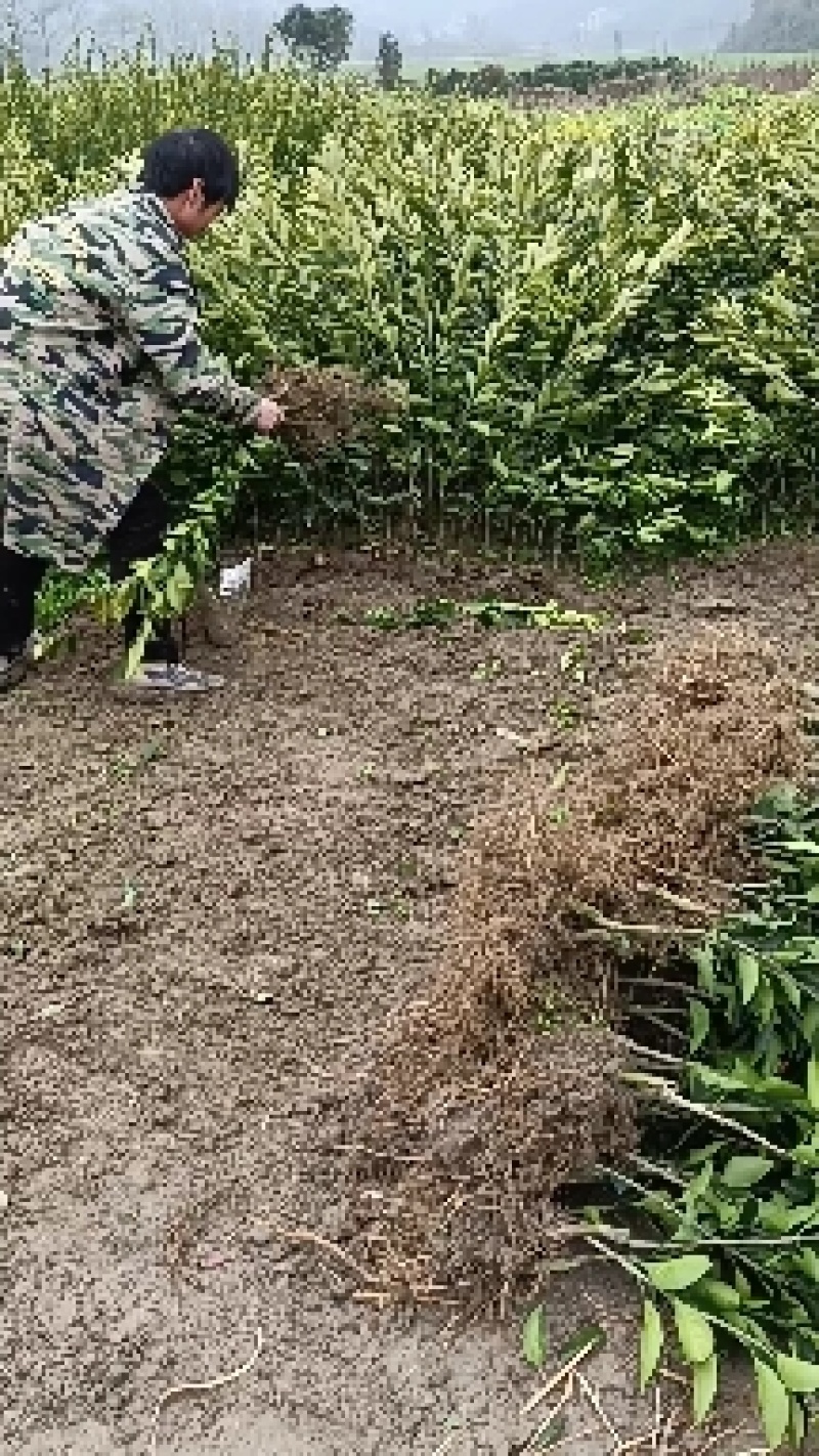 【推荐】蜜桔苗，湖南蜜橘苗，产地直销，包成活率，包质量