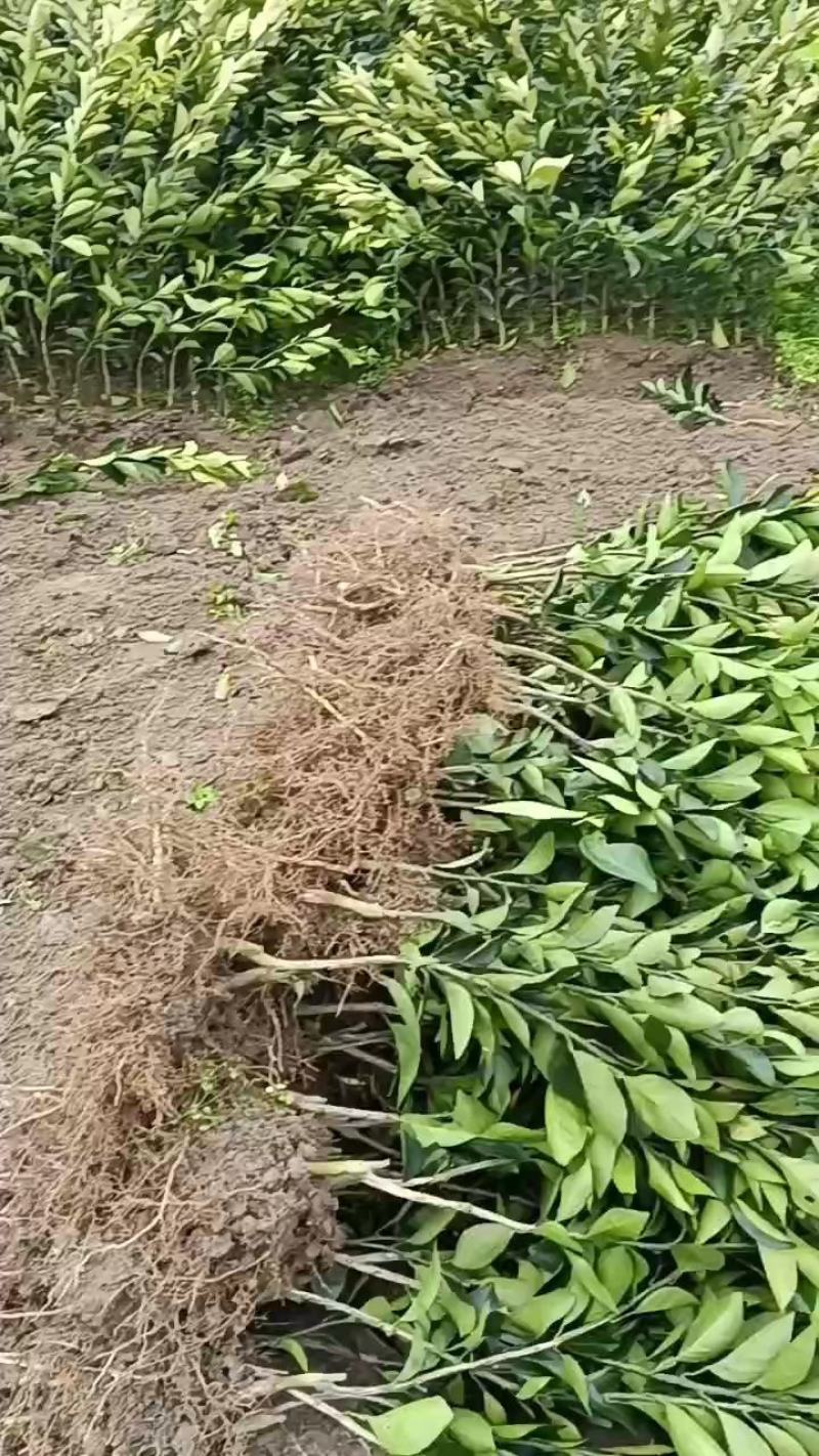 【推荐】蜜桔苗，湖南蜜橘苗，产地直销，包成活率，包质量