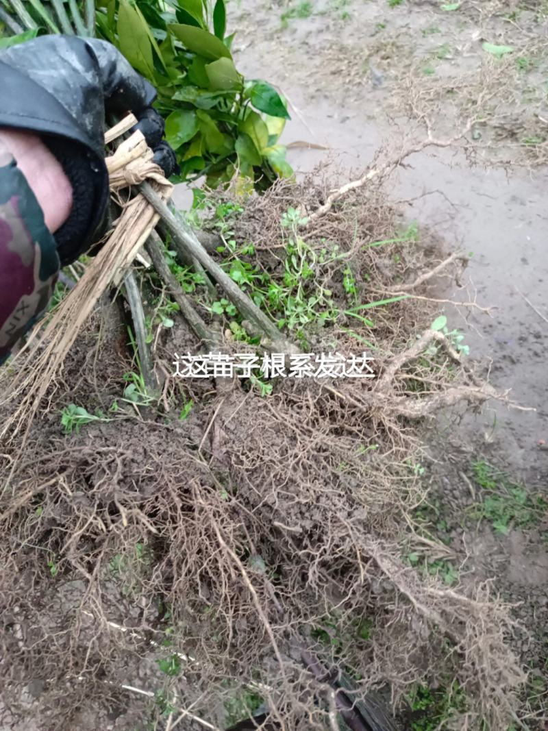 【推荐】蜜桔苗，湖南蜜橘苗，产地直销，包成活率，包质量