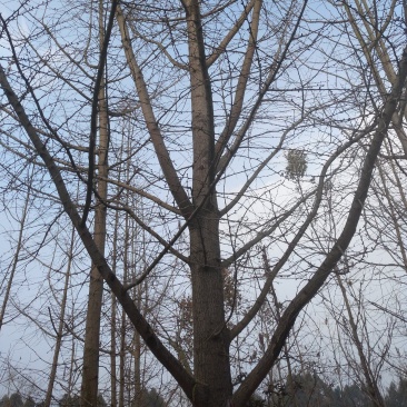银杏树