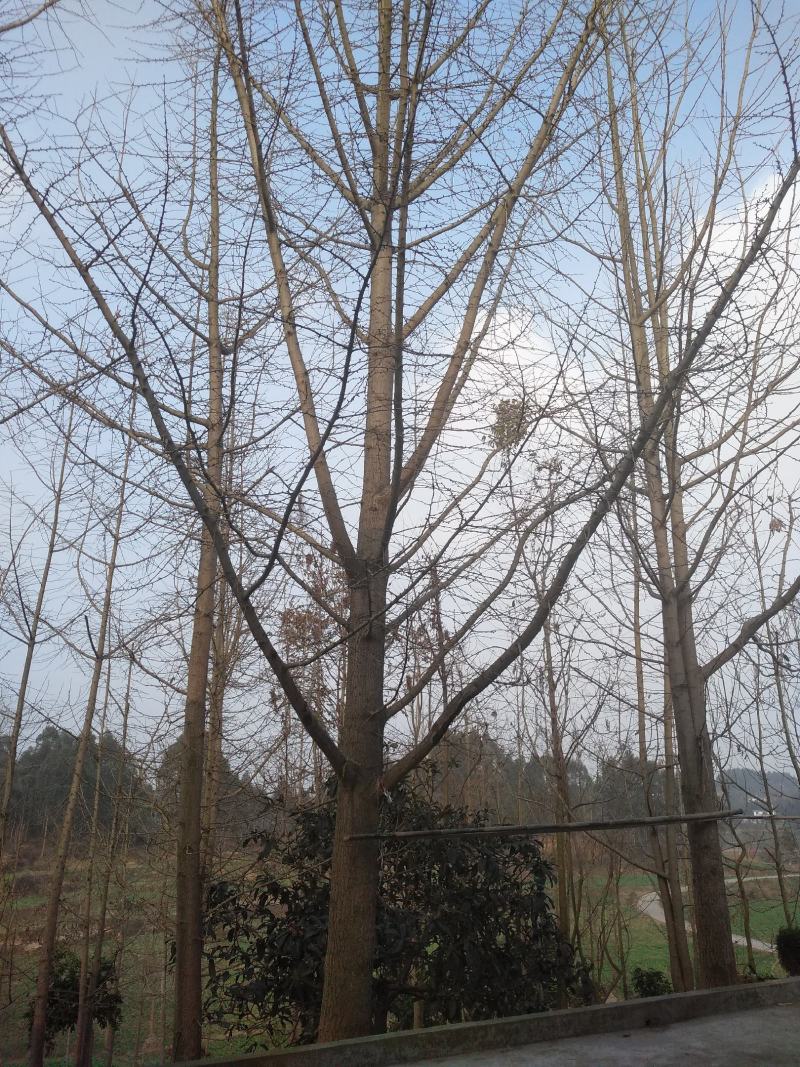 银杏树