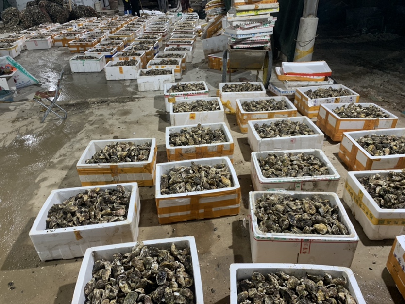 农贸市场摊位上整齐摆放的新鲜带壳生蚝,外壳灰黑色带有白色斑纹,旁边配有冰块保鲜,一位摊主正在开壳展示蚝肉,体现其新鲜度与流通环节 市场售卖场景