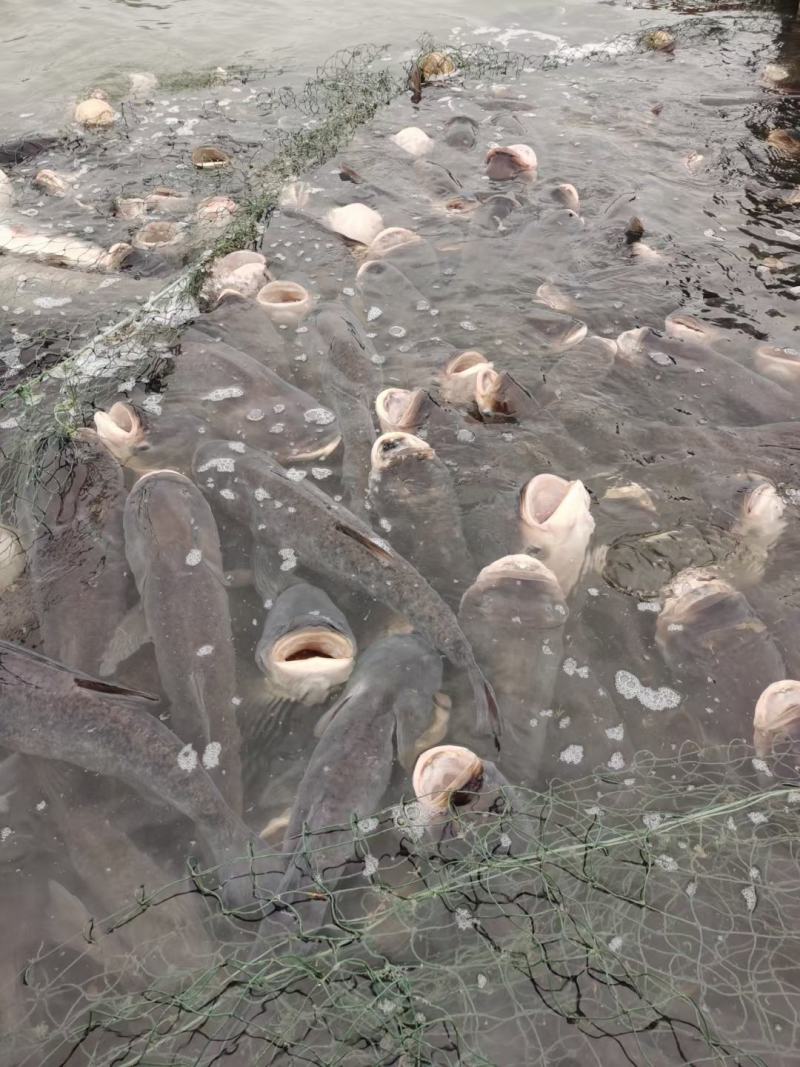 鱼