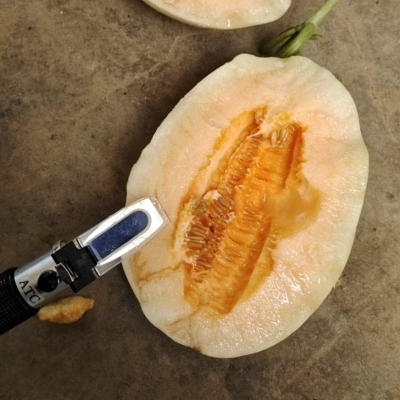 四季银红甜瓜东方蜜甜瓜，脆甜可口白皮红肉