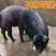 苏太黑母猪，原种高产瘦肉型母猪，散养圈养