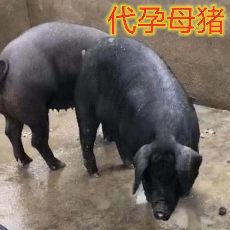 苏太黑母猪，原种高产瘦肉型母猪，散养圈养
