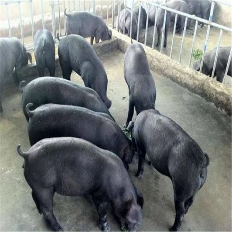苏太黑母猪，原种高产瘦肉型母猪，散养圈养