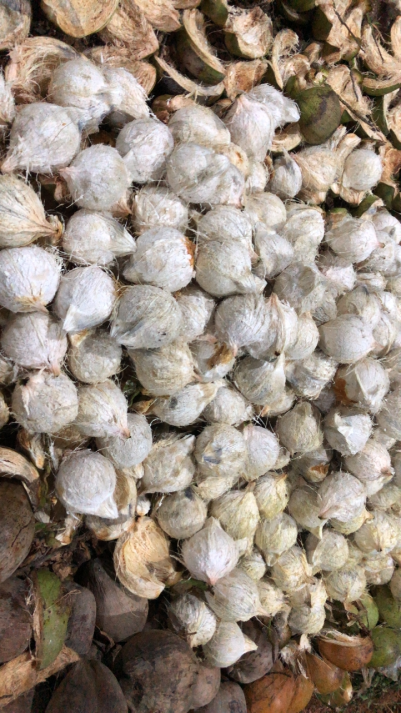 这是海南琼海半黑白老椰，产于万泉泮边，肉厚水甜奶香的优点。