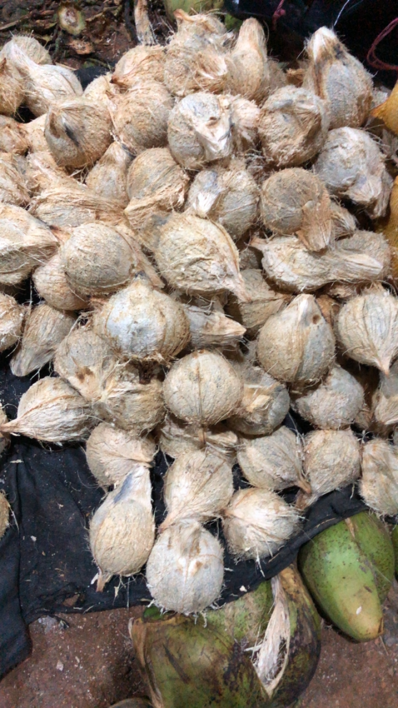 这是海南琼海半黑白老椰，产于万泉泮边，肉厚水甜奶香的优点。